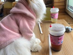 -猫的茶·猫咖