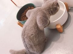 -猫友咖啡店(玉林西路店)