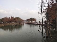 -贡湖湾湿地公园