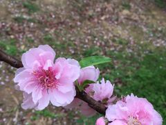 -南国桃园旅游度假区