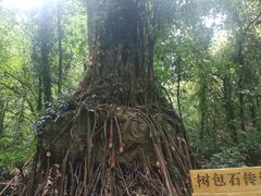 -莫里热带雨林景区