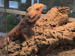 -酷以爬仙阁实体爬宠店·守宫·蜥蜴·专业繁育