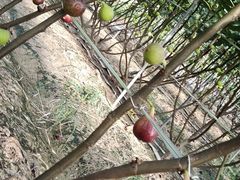 -武汉世外桃源农庄