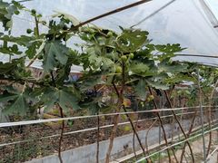 -武汉世外桃源农庄