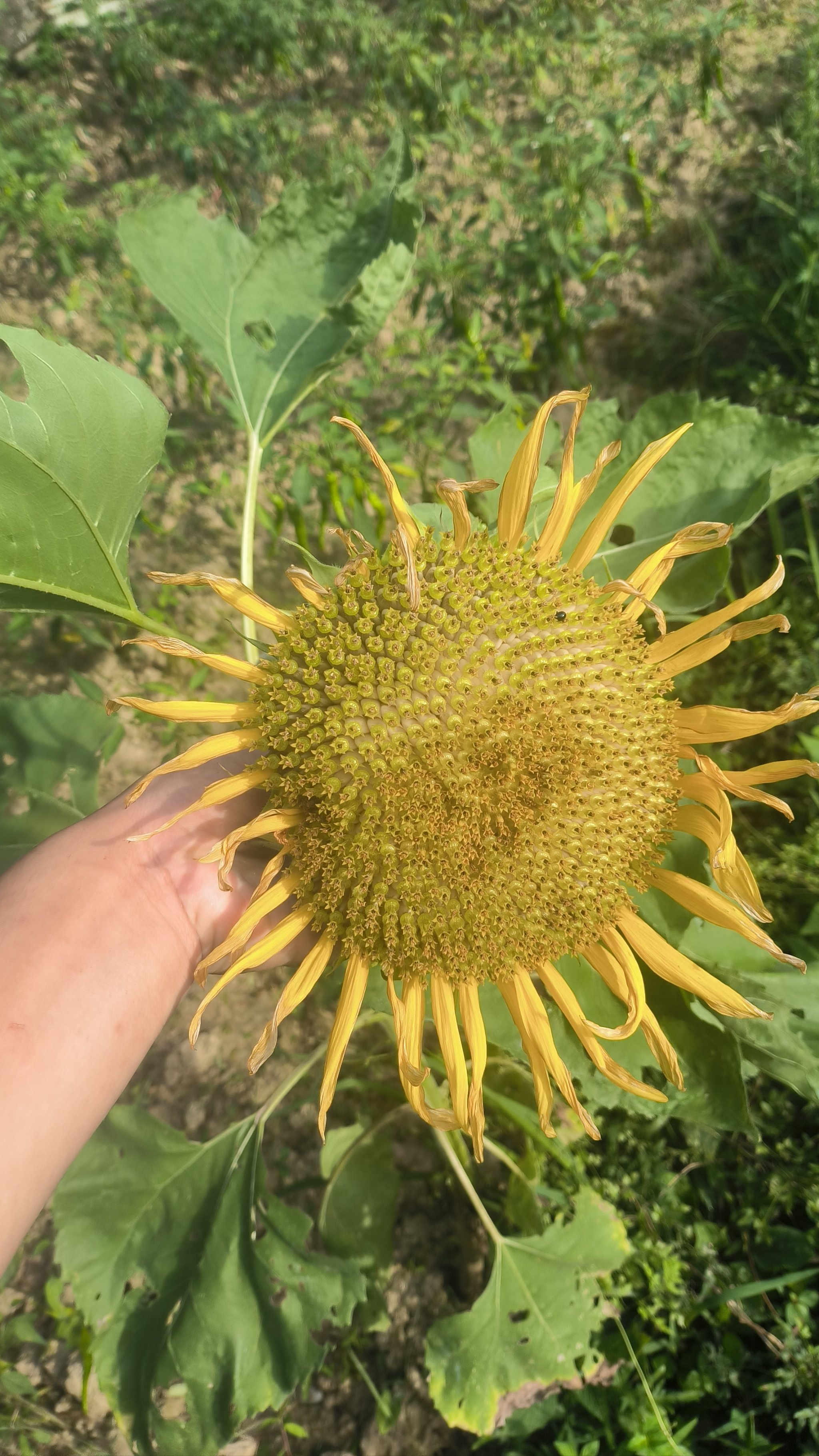 天天领红包 大瓜子花97