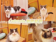 -Catmate·猫肥家润(金润铂宫店)