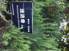 iphone_upload_pic-陈行公园