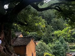 -杨家堂村