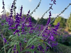 -铁山坪森林公园