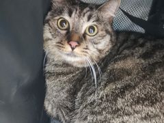 -纳吉亚猫专科动物诊疗中心(蒋宅口分院)