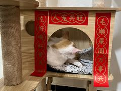 -宠福鑫动物医院(立水桥分院)