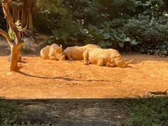 -广州长隆野生动物世界