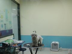 -天宠宠物医院24小时·急重症诊疗中心·全科·腔镜特色(和平分院)