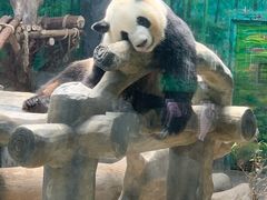 -灵玲国际马戏城