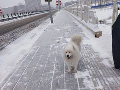 -宠福鑫康馨动物医院·骨科·眼科