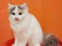 -三花喵·撸猫购宠·宠物生活馆(虹桥南丰城店)