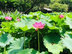 -陈家山荷花公园