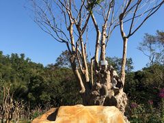 -深圳仙湖植物园
