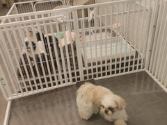 -有喵·猫咖·狗咖·30几只猫10只小狗(岗厦店)