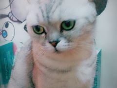 -李小姐の猫咖啡馆(五角场店)