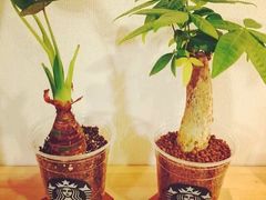 -星巴克(北京南站第二店)
