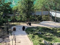 -青藏高原野生动物园