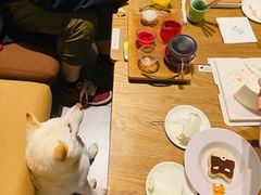 -柴务处·柴犬主题狗咖