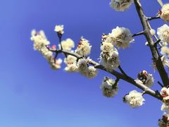 -蜀冈西峰生态公园