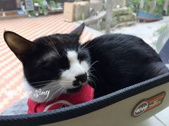 -有猫主题·治愈系猫咖(曾厝垵店)