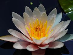 -上海辰山植物园