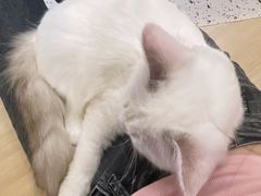 -平行世界·猫咖(首经贸店)