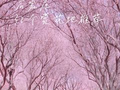 -石家庄市植物园