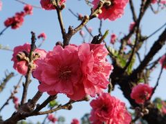 -南国桃园旅游度假区