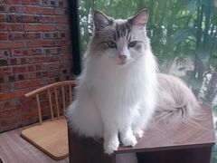 -豆逗聊愈猫阁Easy Life