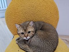 -Umiao与猫咖啡 猫咖