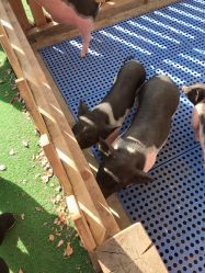 -萌宠亲子动物乐园(槐房万达店)