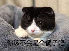 -Bastet sally猫舍购宠(静安店)