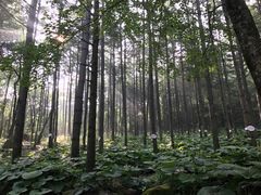 -洛阳白云山景区