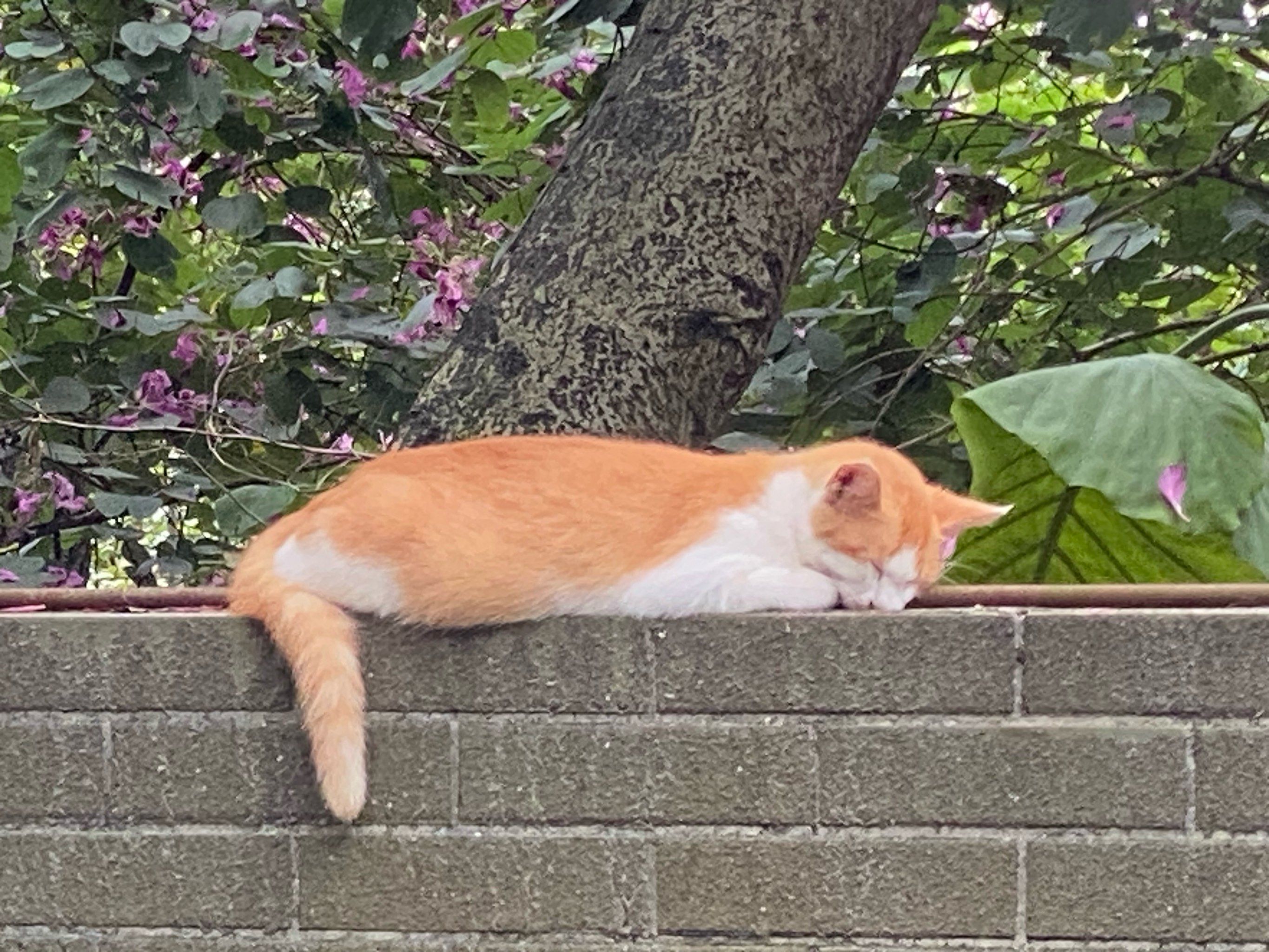 趴着睡的小猫咪