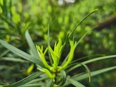 -南山植物园