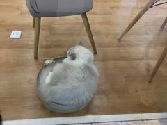 -猫冇咖·家门口的撸猫馆(大融城店)