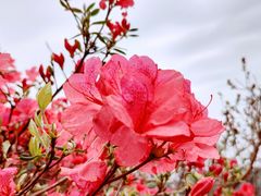 -木兰云雾山