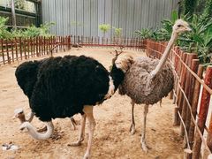 -呀路古热带植物园