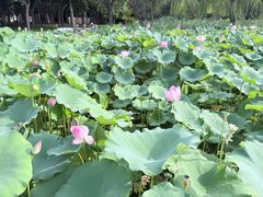 -莲花池公园