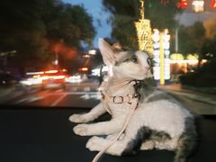 -山宅一喵德文卷毛猫舍