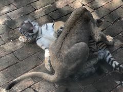 -青岛森林野生动物世界