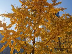 -中央广播电视总台(光华路办公区)