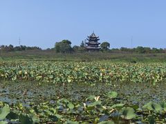 -上海海湾国家森林公园