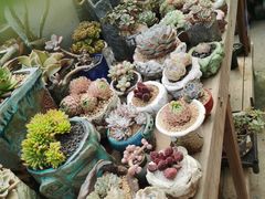 -桂林市花鸟市场