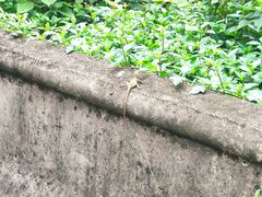 -鼎湖山风景区